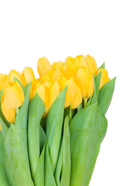 Gele tulpen — Stockfoto