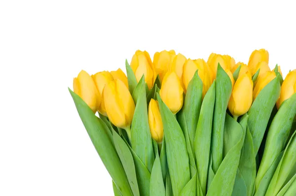 Gele tulpen — Stockfoto