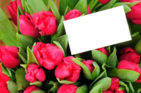 Tarjeta de felicitación con rosas rosadas aisladas sobre fondo blanco —  Fotos de Stock