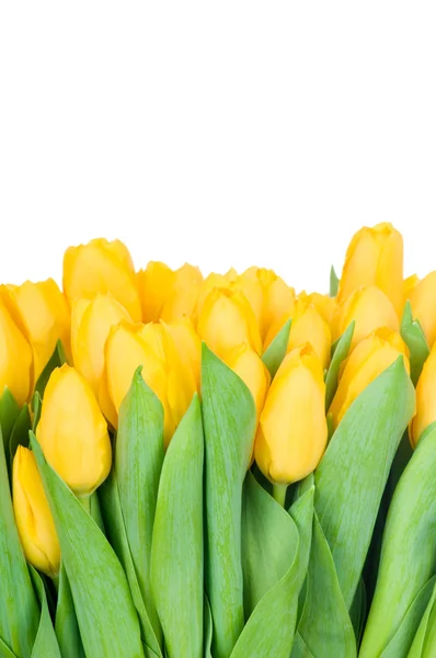 Tulipani gialli — Foto Stock