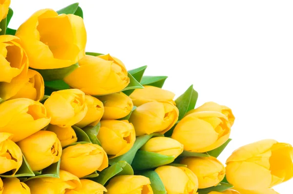 Yellow tulips — Stock Photo, Image