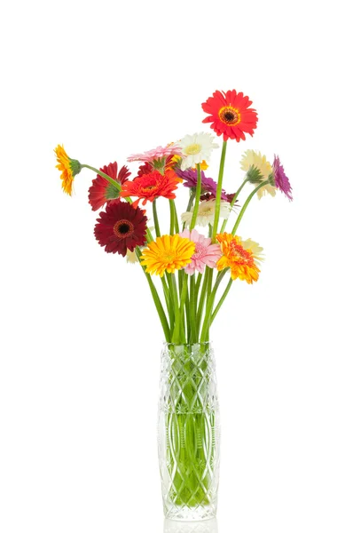 Gerber bloemen — Stockfoto