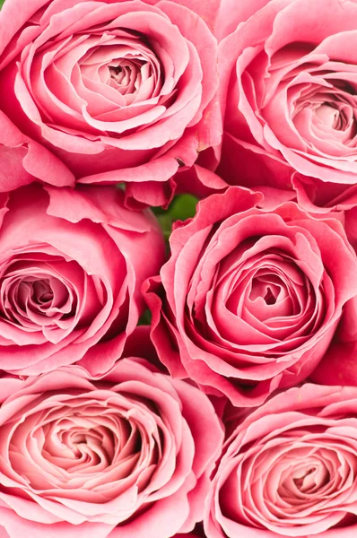 Pink roses isolated on white background — Stock Photo, Image