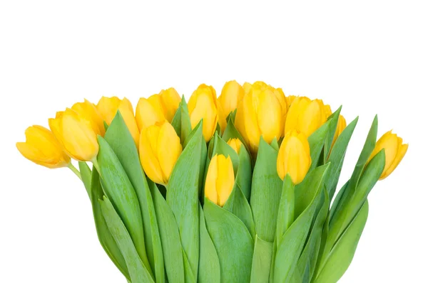 Gele tulpen — Stockfoto