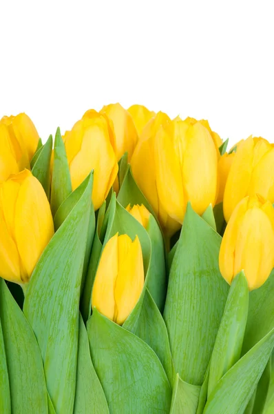 Yellow tulips — Stock Photo, Image