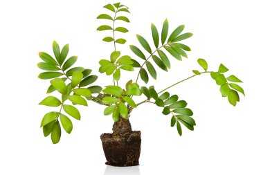 Zamia furfuracea tree clipart