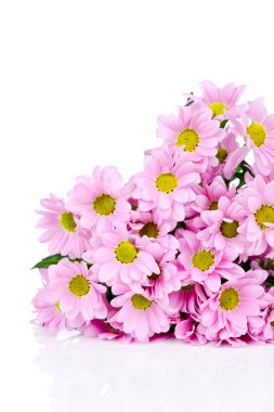 kasımpatı çiçekleri