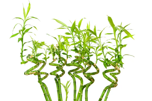 Bamboo stems — Stock Photo, Image