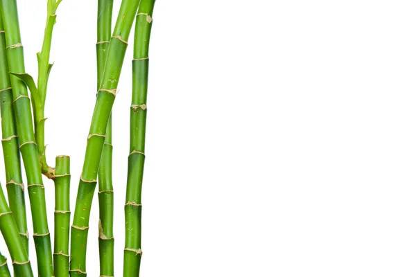 Bamboo stems — Stock Photo, Image