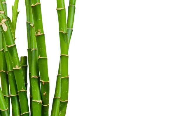Bamboe stengels — Stockfoto