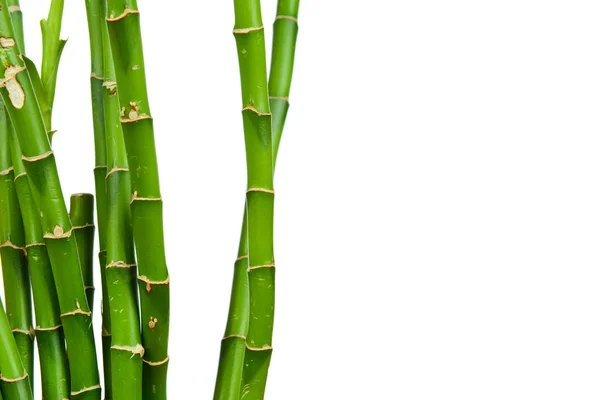 Bamboo stems — Stock Photo, Image