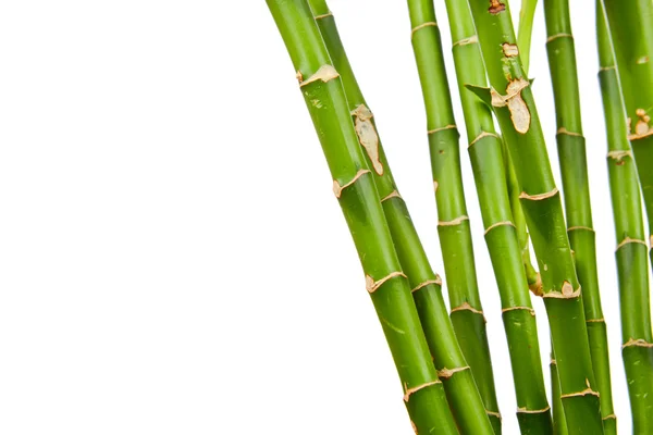 Tallos de bambú — Foto de Stock