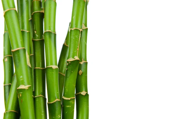 Steli di bambù — Foto Stock