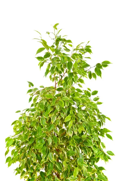 Fico piangente (Ficus Benjamina ) — Foto Stock