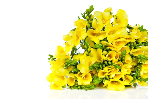 Yellow freesia — Stock Photo, Image