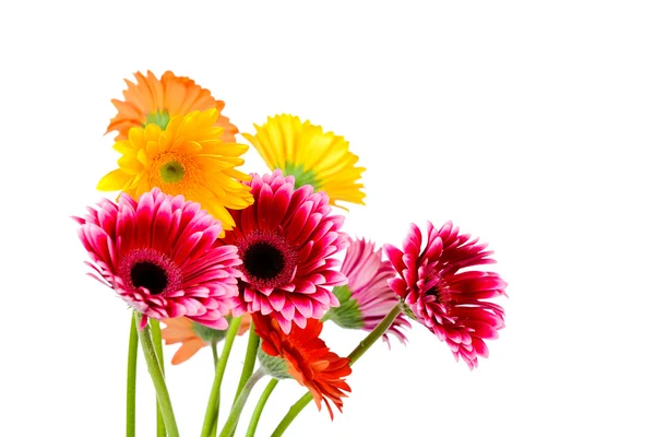 Madeliefjebloemen — Stockfoto