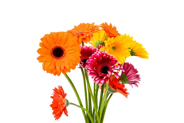 Daisy flowers — Stock Photo, Image