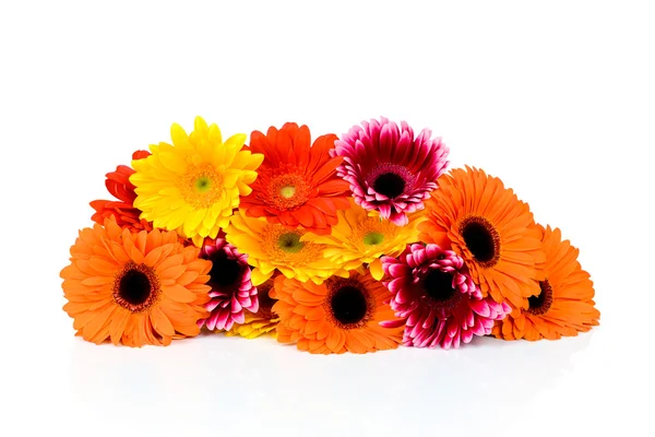 Daisy flowers — Stock Photo, Image