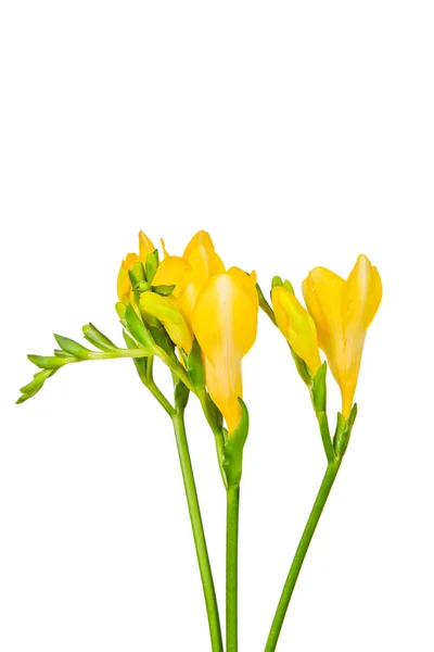 Keltainen freesia — kuvapankkivalokuva