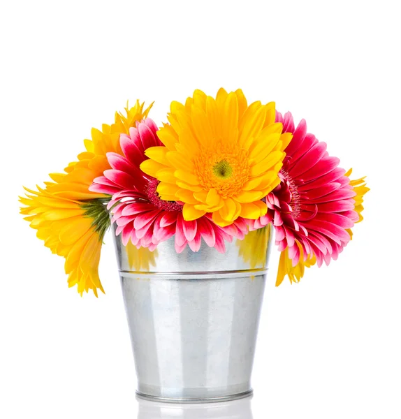 Daisy flowers — Stock Photo, Image