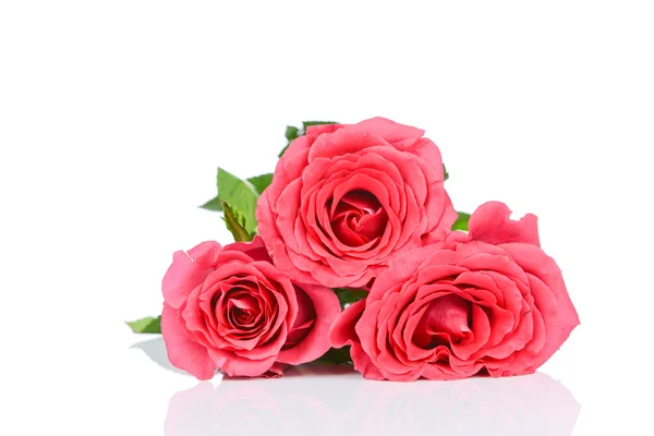 Roze rozen — Stockfoto