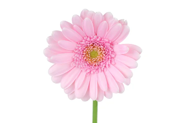 Daisy flower — Stockfoto