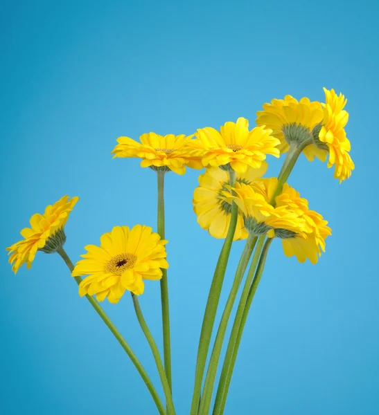 Gerber em fundo azul — Fotografia de Stock