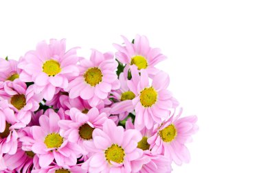 kasımpatı çiçekleri