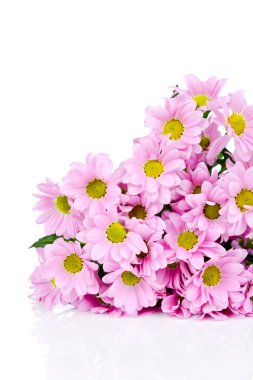 kasımpatı çiçekleri