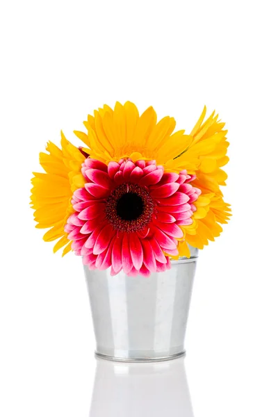 Daisy flowers — Stock Photo, Image