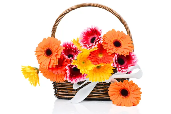 Mix gerber flowers in the wicker — Stock Photo, Image