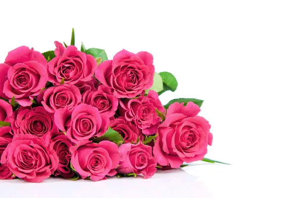 Pink roses — Stock Photo, Image