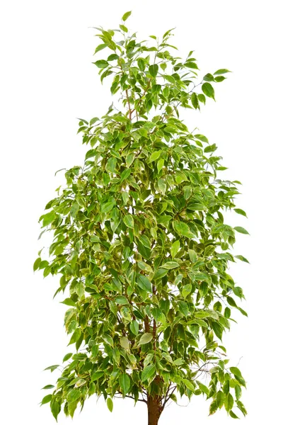 Síró füge (Ficus Benjamina)) — Stock Fotó