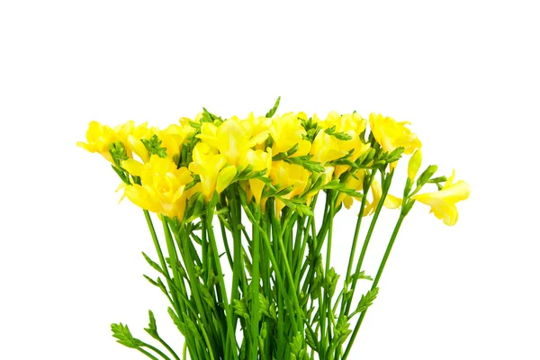 Yellow freesia — Stock Photo, Image