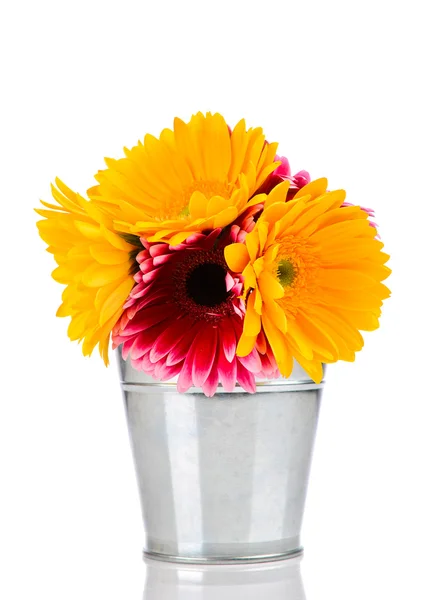 Daisy flowers — Stock Photo, Image