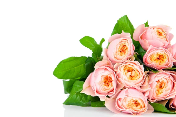 Rosas rosadas — Foto de Stock