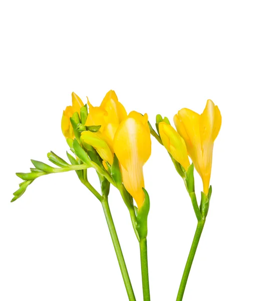 Keltainen freesia — kuvapankkivalokuva