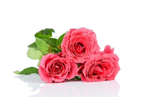 Rosas rosadas — Foto de Stock