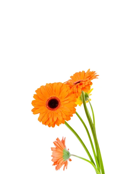 Gerber blommor — Stockfoto