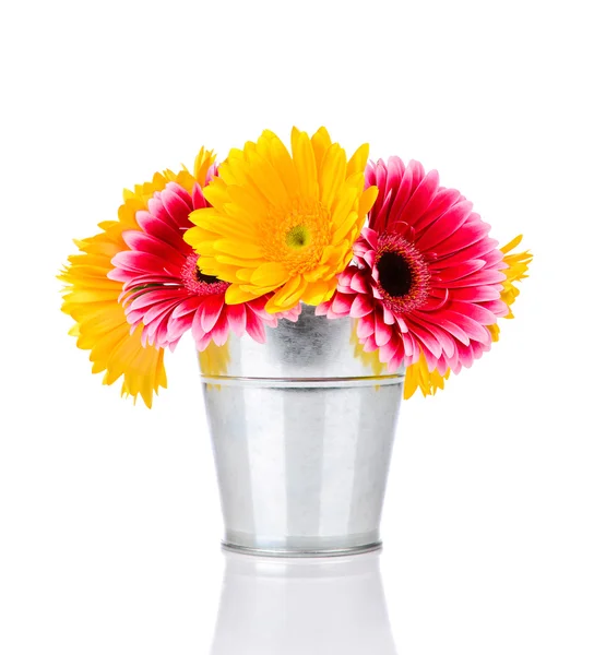 Daisy flowers — Stock Photo, Image