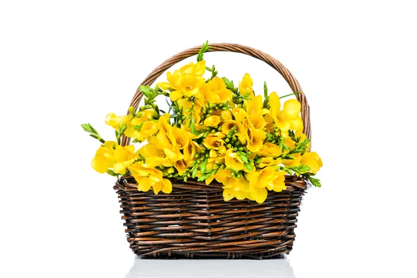 Yellow freesia flowers in the wicker — Stock Photo, Image