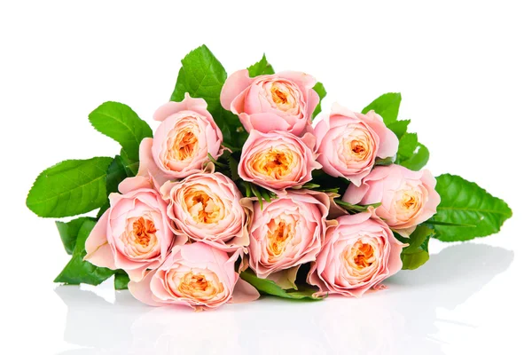 Rosas rosadas — Foto de Stock