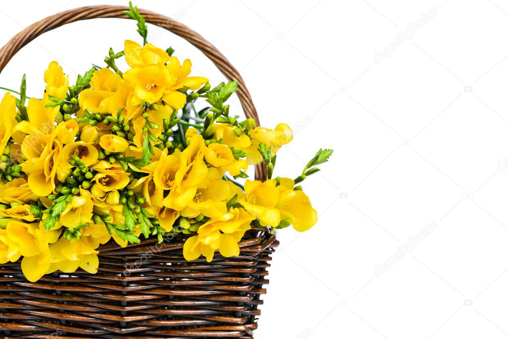 Flores freesia amarelas no vime fotos, imagens de © Vitaly.R #26726771