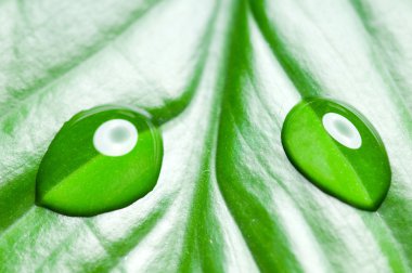 Su yeşil yaprağa düşer.