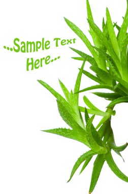 aloe vera beyaz arkaplanda izole