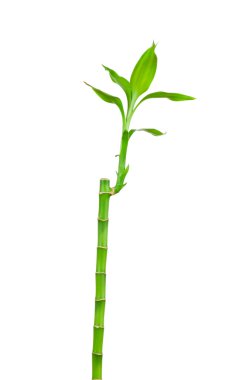 Bamboo with green leaf isolated on white background clipart