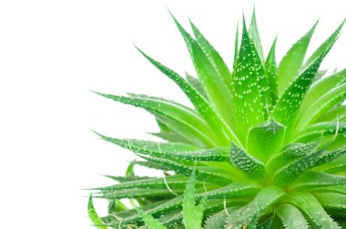 Aloe beyaz arkaplanda izole edildi