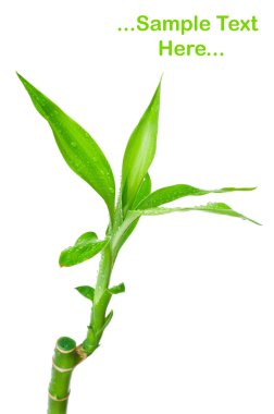 Bambu beyaz zemin üzerine izole yeşil yaprak