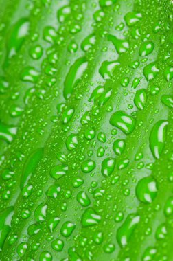 Su yeşil yaprağa düşer.