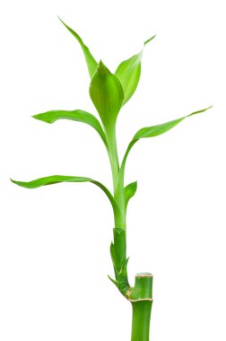 Bambu beyaz zemin üzerine izole yeşil yaprak